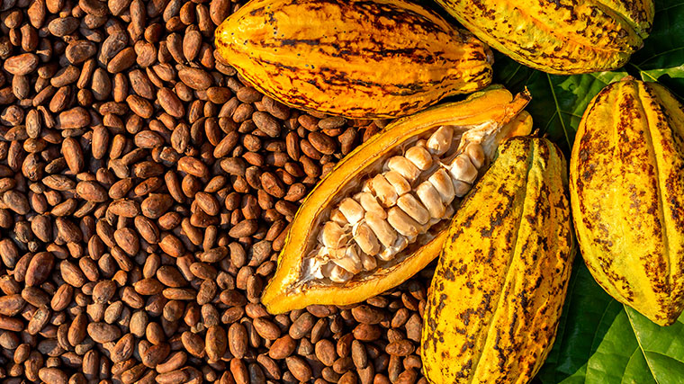 The Power of Real Cacao